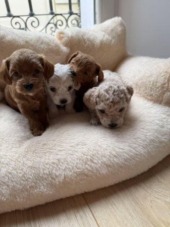 Maltipoo