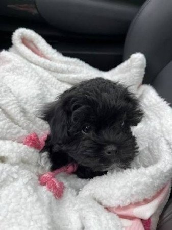 Maltipoo