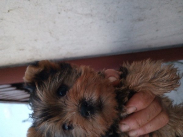 Yorkshire terrier