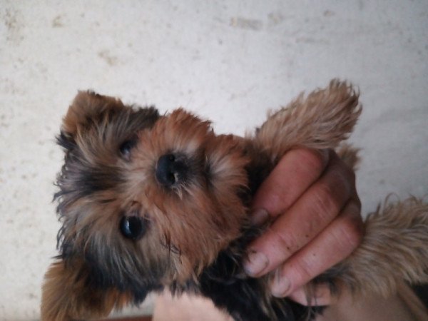 Yorkshire terrier