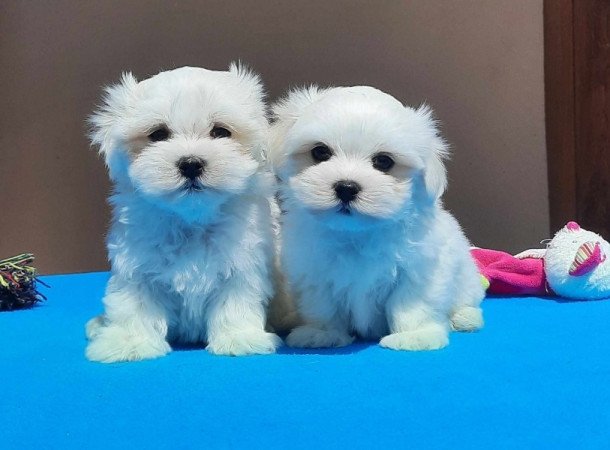 Bichon Havanese