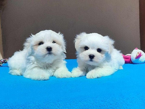 Bichon Havanese