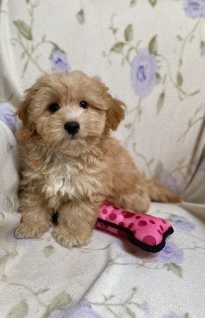 Maltipoo