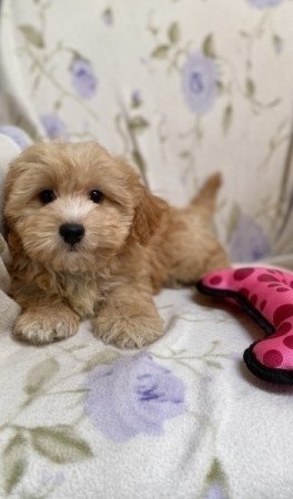 Maltipoo