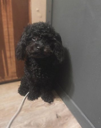 Maltipoo