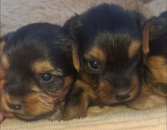 Yorki