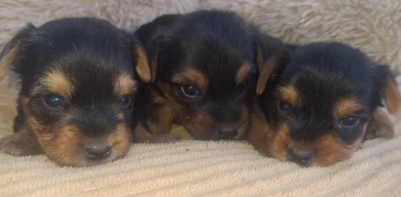 Yorki