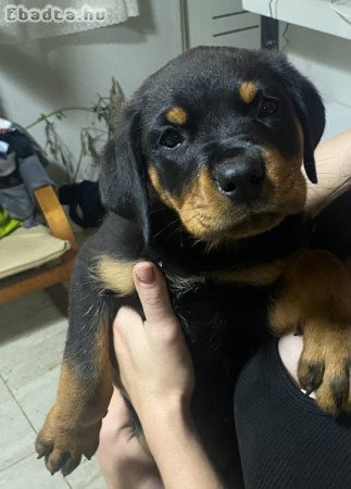 Rottweiler kiskutyák