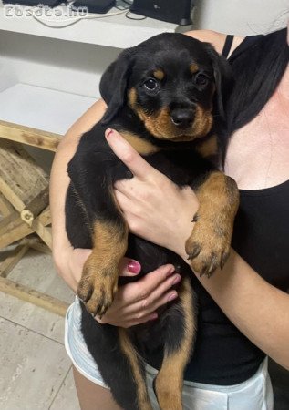 Rottweiler kiskutyák