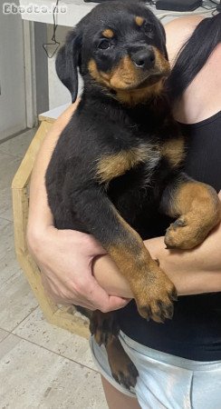 Rottweiler kiskutyák