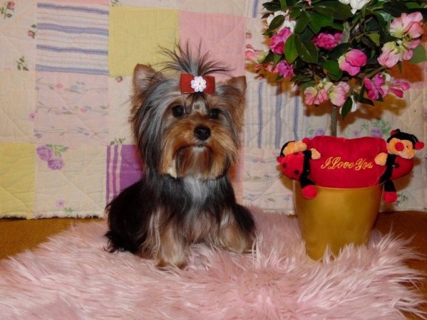 Yorkshire Terrier, Yorki