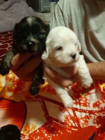 Bichon havanes