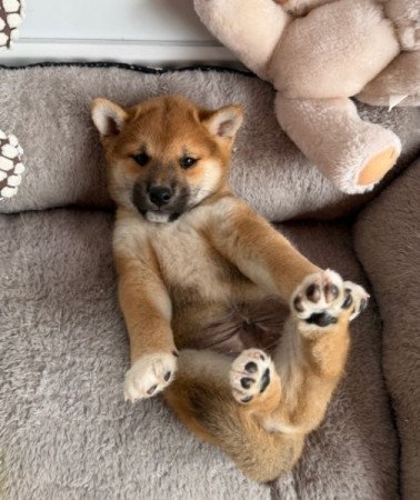 Shiba inu