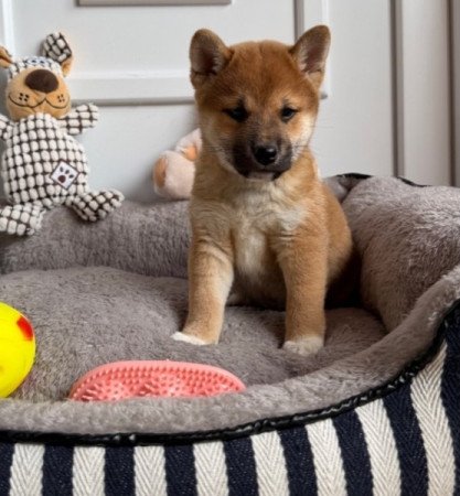 Shiba inu