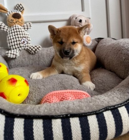 Shiba inu