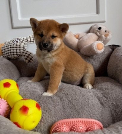 Shiba inu