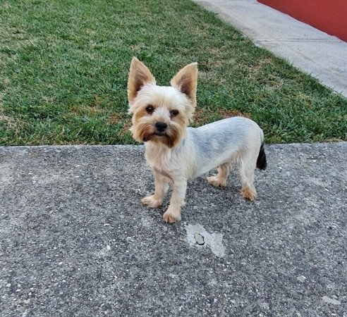 yorkshire terrier