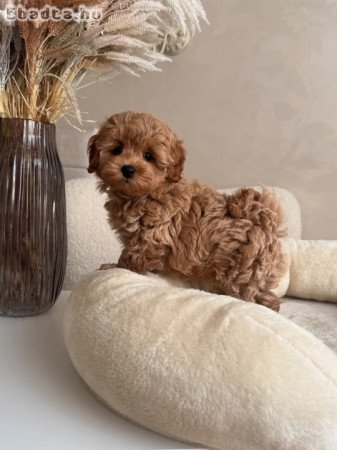 Maltipoo kölykök