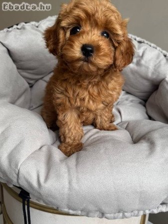 Maltipoo kölykök