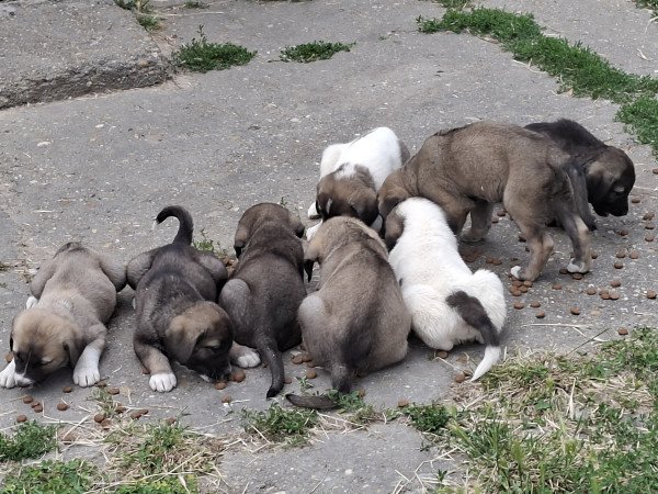 Baranya megye Dunaszekcső