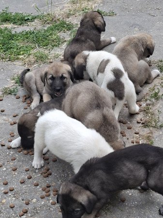 Baranya megye Dunaszekcső