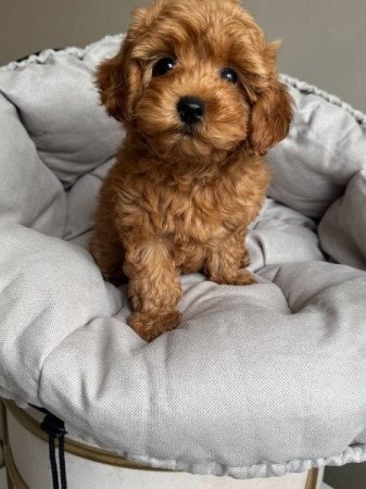 Maltipoo