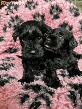 Törpe Schnauzer kiskutyàk