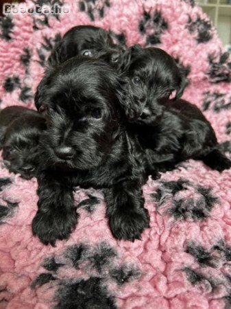 Törpe Schnauzer kiskutyàk