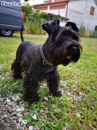 Törpe Schnauzer kiskutyàk