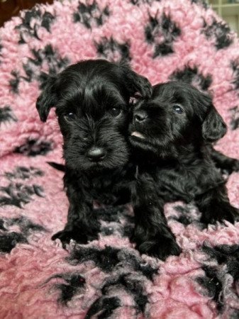 Schnauzer