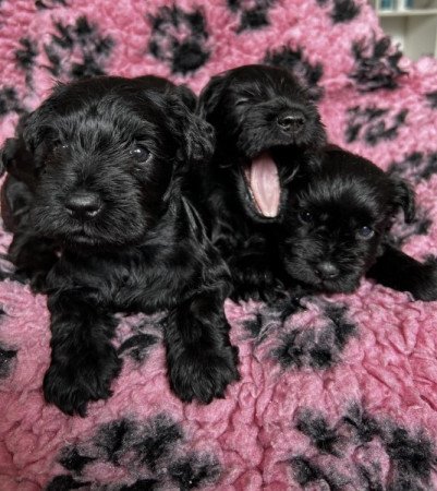 Schnauzer