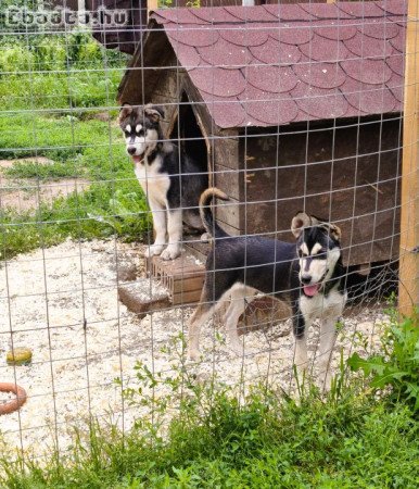 ladó Husky kiskutyák, 1 kan, 1 szuka, oltva
