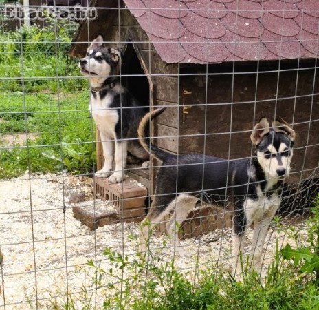 ladó Husky kiskutyák, 1 kan, 1 szuka, oltva