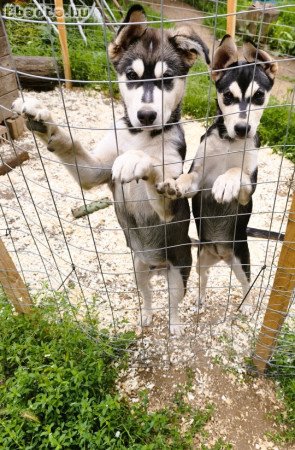 ladó Husky kiskutyák, 1 kan, 1 szuka, oltva