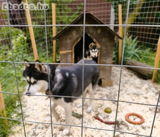 ladó Husky kiskutyák, 1 kan, 1 szuka, oltva