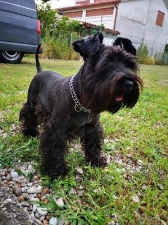 Schnauzer