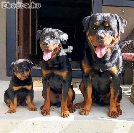 German Rottweiler puppies for sale