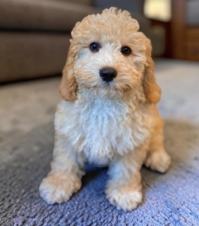 Maltipoo