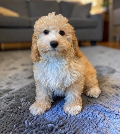 Maltipoo