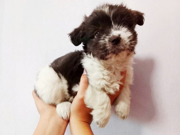 Bichon Havanese