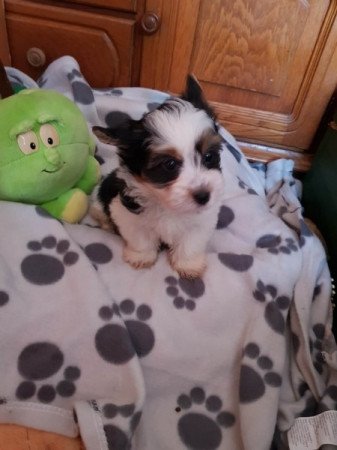 Biewer yorki yorkshire