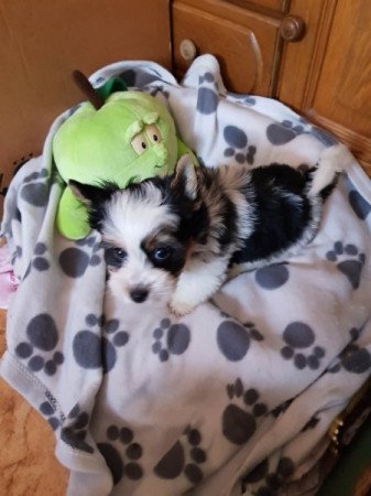 Biewer yorki yorkshire
