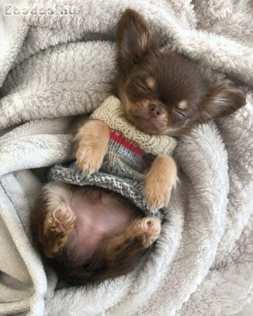 Chihuahua puppies for sale