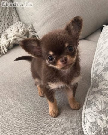 Chihuahua puppies for sale