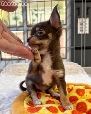 Chihuahua puppies for sale