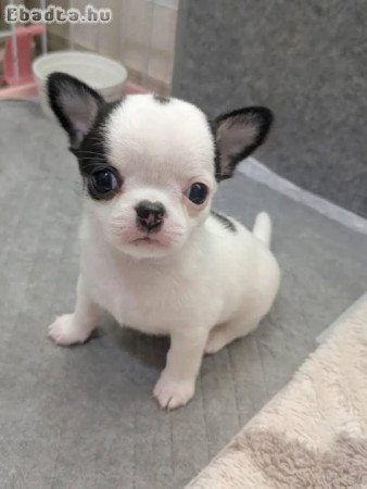 Chihuahua puppies for sale