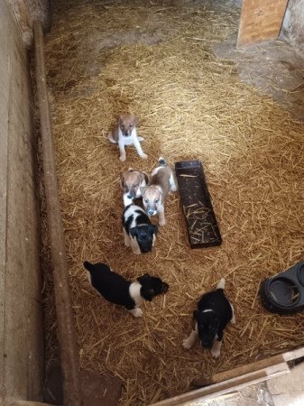 Simaszőrű foxterrier
