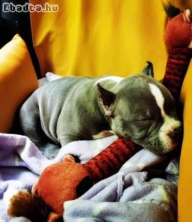 American pitbull puppies
