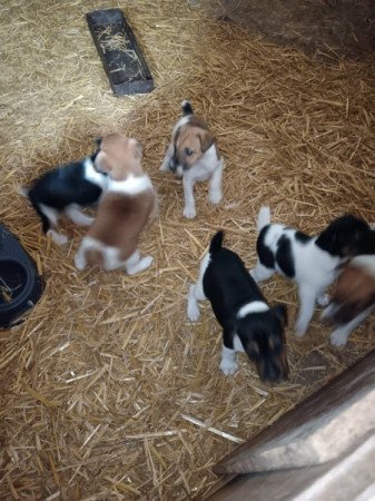 Simaszőrű foxterrier