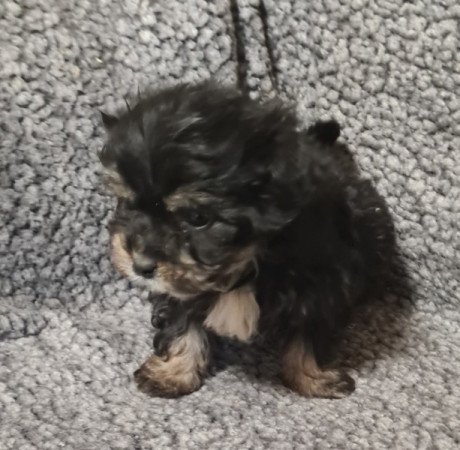 Bichon havanese
